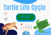 Turtle Life Cycle game online