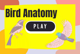 Bird Anatomy Game Online