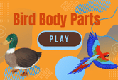 Bird Parts Labelling game