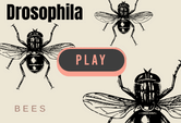 Drosophila game online