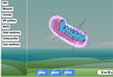 Mitochondrion diagram online game quiz