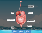 The human digestive labelling game