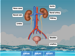 the excretory system diagram 