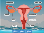 The Female Reproductive system diagram game