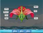 diagram of a flower labelling