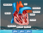 Heart diagram labelling game