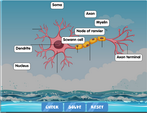 The neurone diagram labelling game