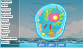 Animal cell diagram