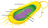 Diagram of bacteria