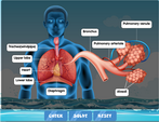 The human respiratory system diagram labelling game
