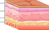 diagram of the human skin to label