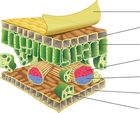 Leaf diagram