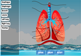 Lung diagram