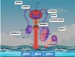 The male reproductive system labelling game online