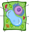 Plant cell diagram to label game.