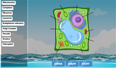 Plant cell diagrams