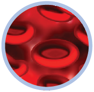 Functions of the parts of a cell quiz