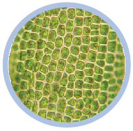 Label parts of a plant cell diagram quiz online