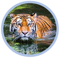 Scientify names of animals biology quiz for students