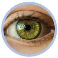 Science quiz on the five senses