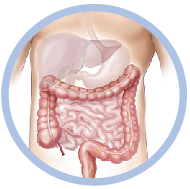 The human digestive system biology quiz. 