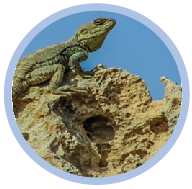 adaptation of plants and animals quiz online