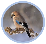 Life cycle of a bird quiz