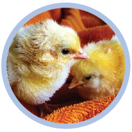 The life cycle of a chicken quiz. Features an interactive diagram