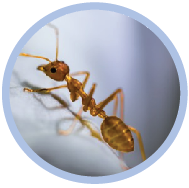 The life cycle of an ant quiz online