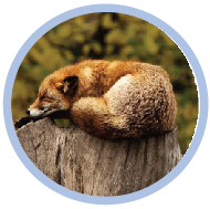 Quiz on some facts about animals