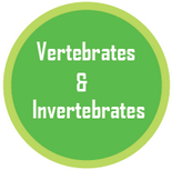 classification quiz: vertebrates and invertebrates