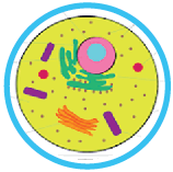 functions of parts of an animal cell quiz for kids