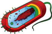 learn about cells