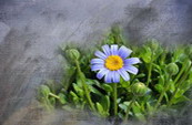 attracting insects to your garden